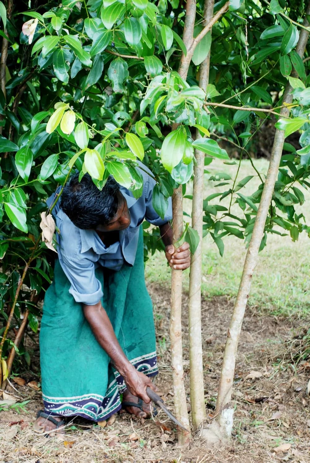 Ceylon spice plantation in Matale Sri Lanka